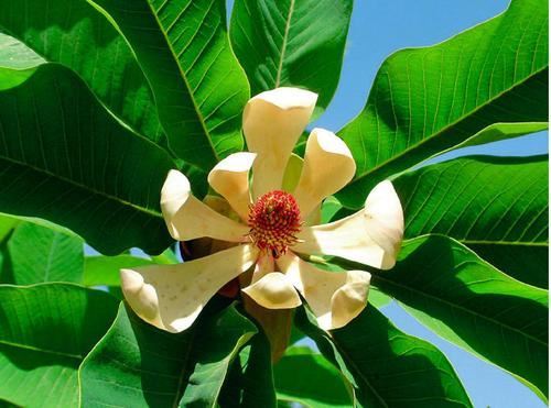 Magnolol plant
