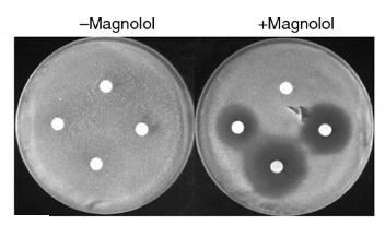 Magnolol antifungal effect