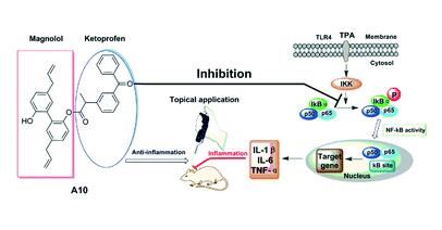 Magnolol anti-inflammatory