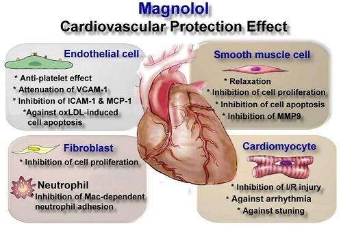 Magnolol cardiovascular protection effect