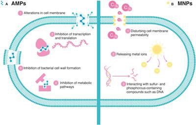 Broad-spectrum antibacterial properties